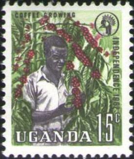 Coffee growing