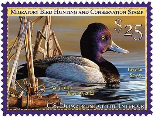 Lesser Scaup