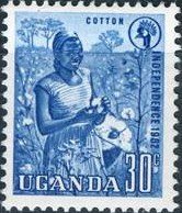 Cotton harvest