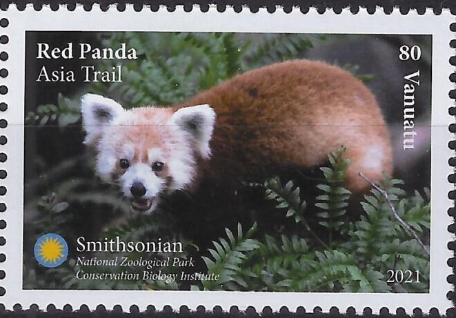 Red Panda (Ailurus fulgens)