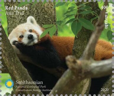 Red Panda (Ailurus fulgens)