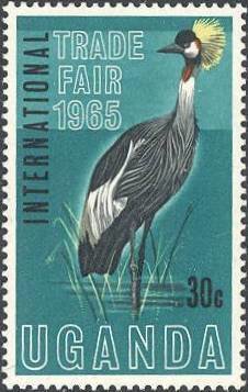 Black Crowned Crane (Balearica pavonina)