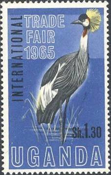 Black Crowned Crane (Balearica pavonina)