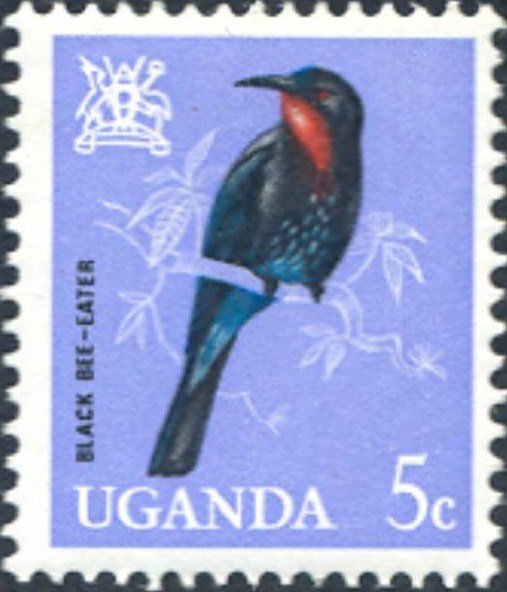Black Bee-eater (Melittophagus gularis)