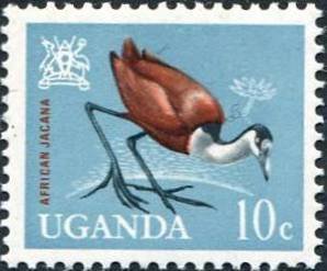 African Jacana (Actophilornis africana)