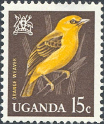 Orange Weaver (Ploceus aurantius)