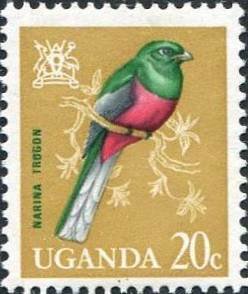 Narina Trogon (Apaloderma narina)