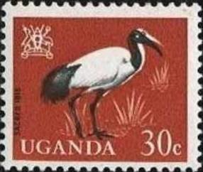 African Sacred Ibis (Threskiornis aethiopicus)