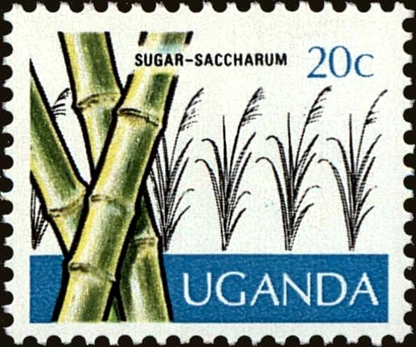 Sugar cane