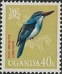 Blue-breasted Kingfisher (Halcyon malimbica)