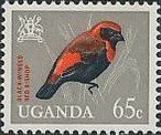Black-winged Red Bishop (Euplectes hordeaceus)