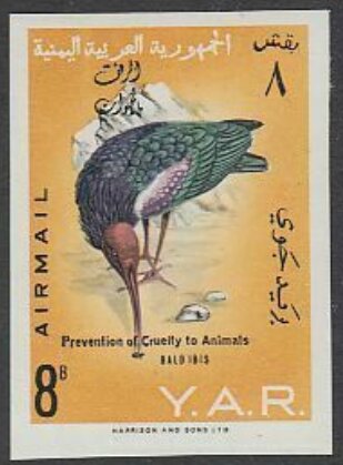 Northern Bald Ibis (Geronticus eremita) - overprinted