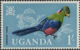 Ruwenzori Turaco (Ruwenzorornis johnstoni)