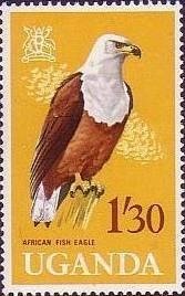 African Fish-eagle (Haliaeetus vocifer)