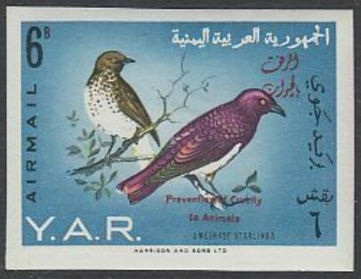 Violet-backed Starling (Cinnyricincius leuc.) - overprinted