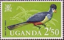 Great Blue Turaco (Corythaeola cristata)