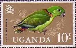 Black-collared Lovebird (Agapornis swinderniana)