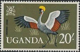 Black Crowned Crane (Balearica pavonina)