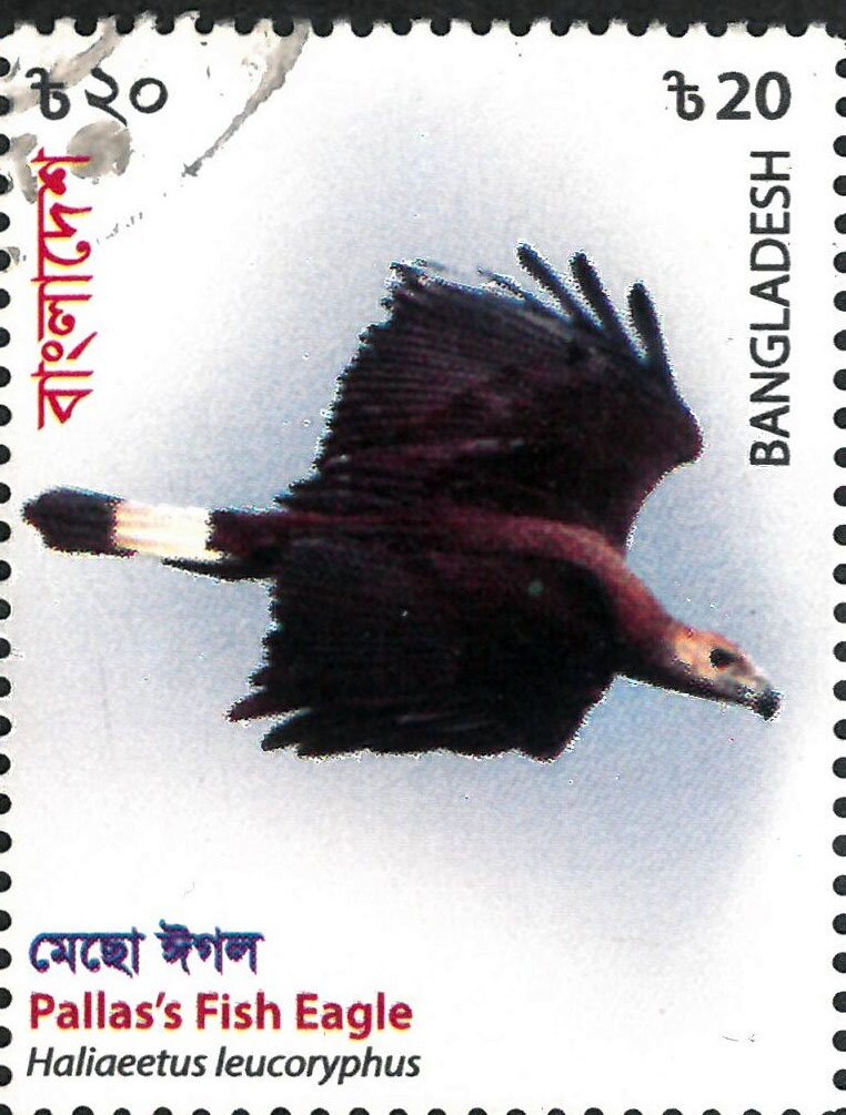 Pallas's Fish Eagle (Haliaeetus leucoryphus)