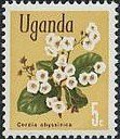 Stamp, East African cordia (Cordia abyssinica), Uganda,  , Flowers, Plants (Flora)