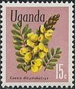 Peanut Butter Cassia (Senna didymobotrya)