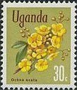 Ochna (Ochna ovata)