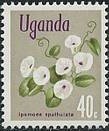 Ipomoea spathulata