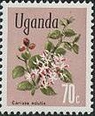Akamba (Carissa edulis)