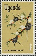 Whistling Thorn (Acacia drepanolobium)