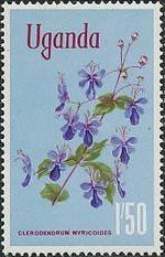 Butterfly Bush (Clerodendrum myricoides)