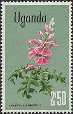 Acanthus pubescens