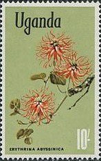 Red-hot-poker tree (Erythrina abyssinica)
