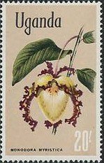 Calabash nutmeg (Monodora myristica)