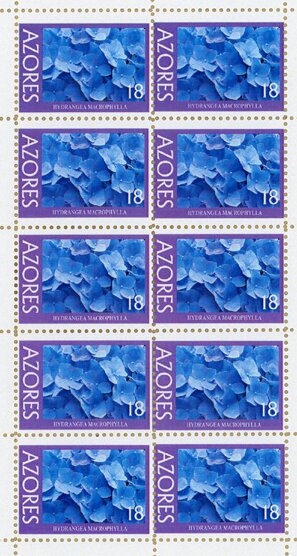 Mini Sheet, Hydrangea macrophylla, Cinderellas,  , Flowers