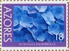 Hydrangea macrophylla