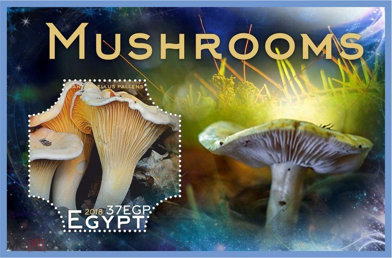 Mushrooms