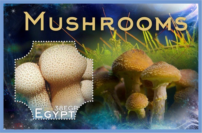 Mushrooms