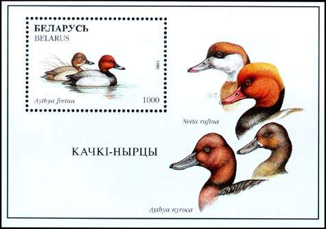Souvenir sheet Ducks - Aythya ferina