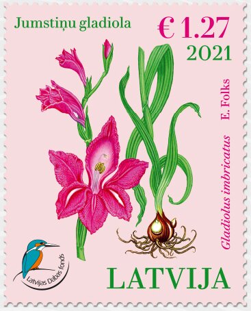 Gladiolus imbricatus