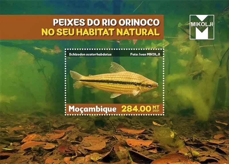 Schizodon scotorhabdotus