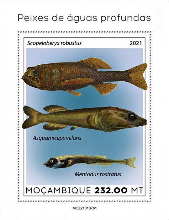 Scopeloberyx robustus/Asquamiceps velaris/Mentodus rostratus