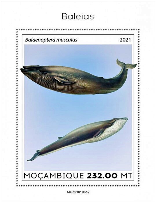 The Blue Whale (Balaenoptera musculus)