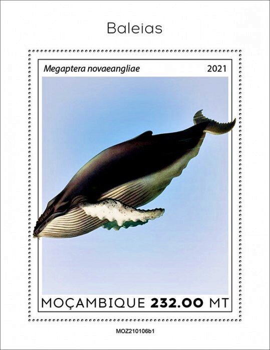 The Humpback Whale (Megaptera novaeangliae)