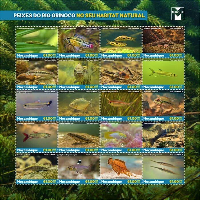Various Fishes