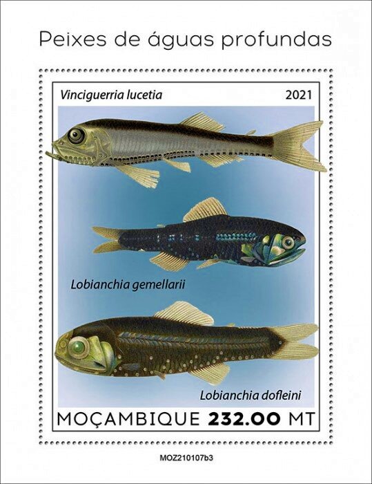 Vinciguerria lucetina/Lobianchia gemellarii & dofleini