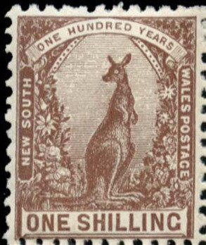 Eastern Grey Kangaroo (Macropus giganteus)