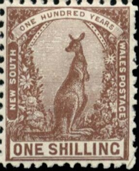Eastern Grey Kangaroo (Macropus giganteus)