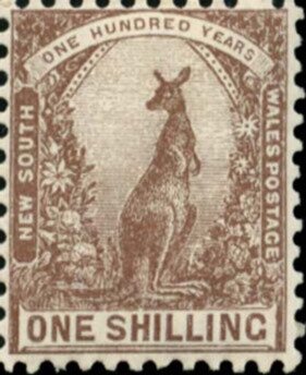 Eastern Grey Kangaroo (Macropus giganteus)