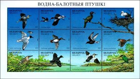 Sheetlet Water wading birds