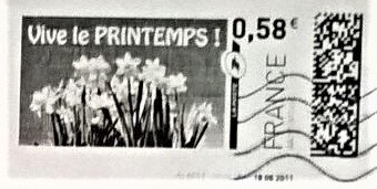Spring Daffodils. Vive le printemps